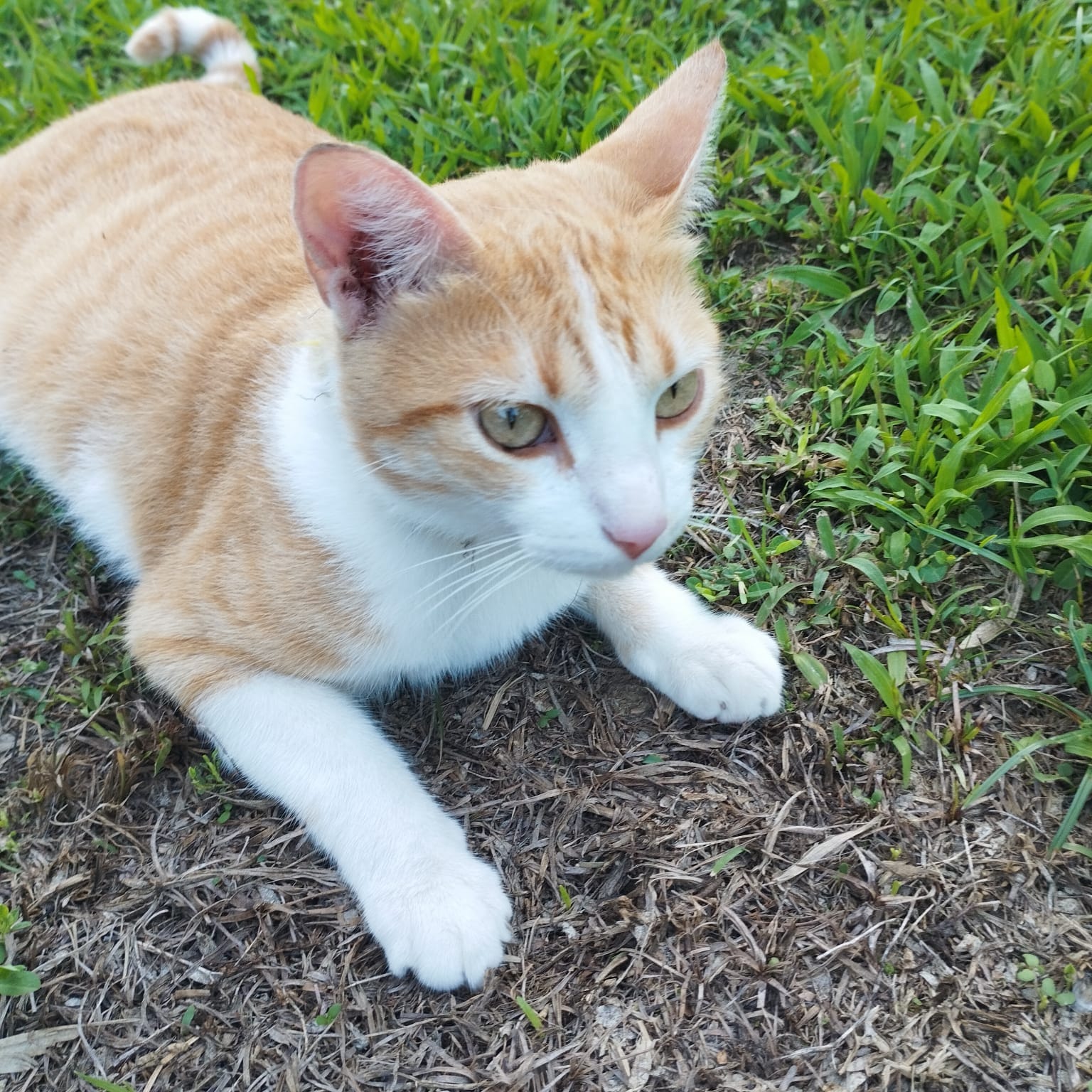 cat