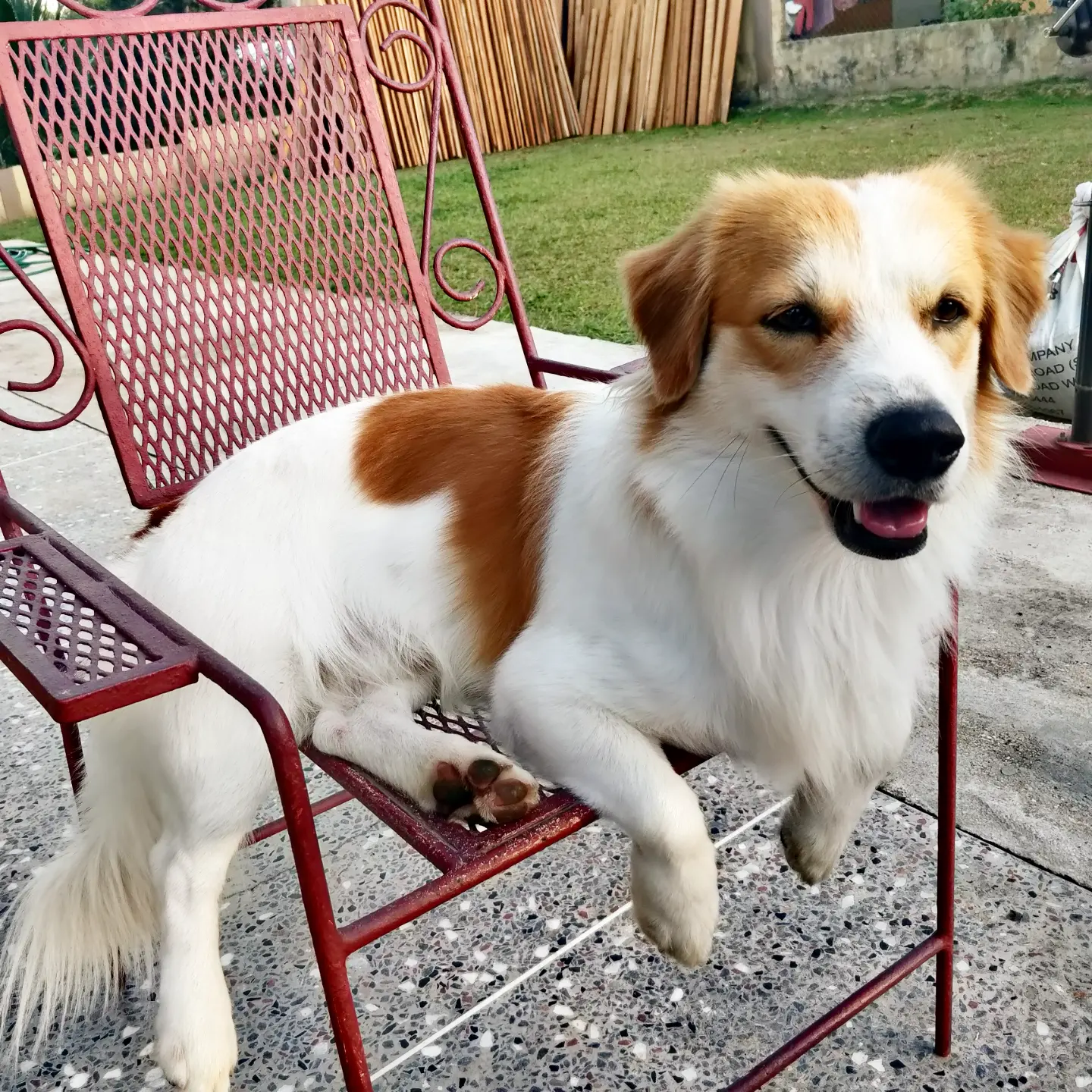 dog