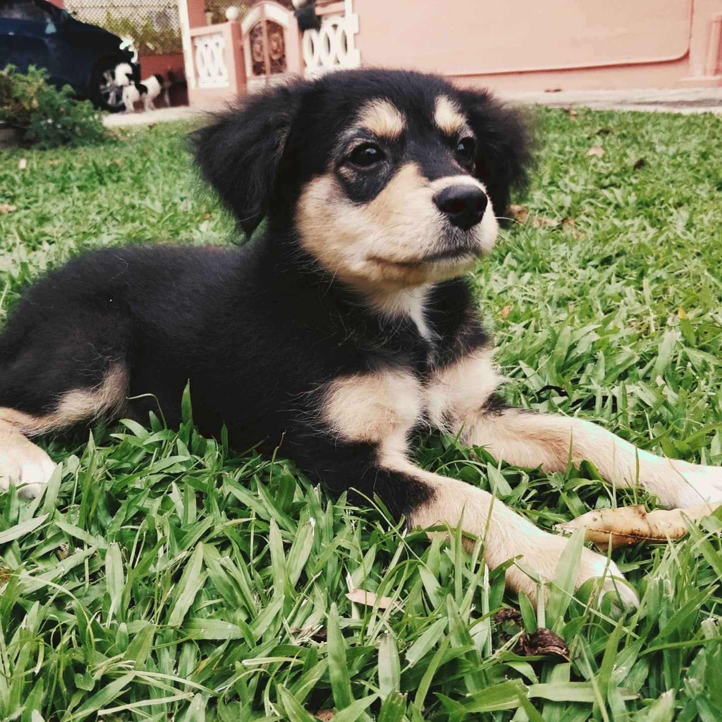 puppy